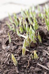 Spring Hosta Growth