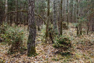 Obraz premium Autumn forest landscape. Mixed forest with fallen leaves