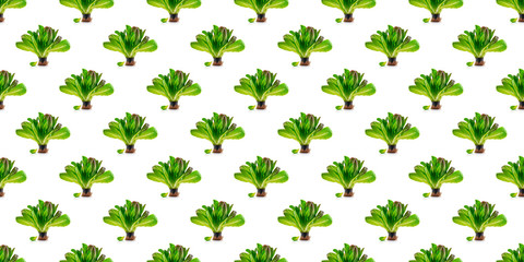 Seamless pattern with romaine lettuce plant in black plastic pot with roots. Fresh green salad isolated on white background. Organic vegetables, bio healthy food