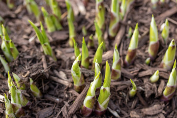 hosta peeking out