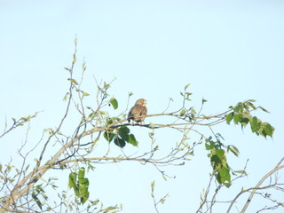 Spring Birds