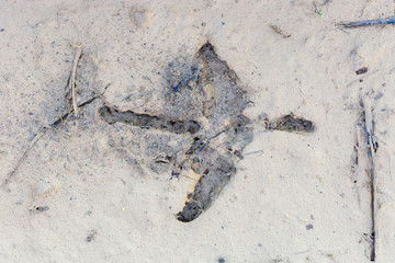 Huella en el barro de cigüeña blanca. Ciconia ciconia.
