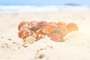 beautiful seashells in the sand on the sea coast
