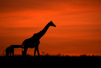 giraffe silhouette at sunrise