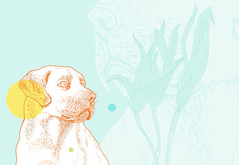Earnest looking Labrador. Detailed illustration, hand drawn, richly textured. 