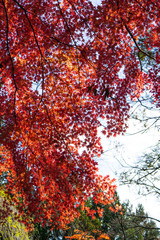 Mount Fuji - Fujiyama, the highest active volcano mountain in Japan