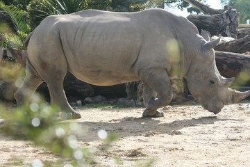 Naklejka premium Rhinicéros