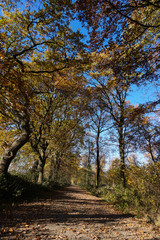Waldweg im Herbst