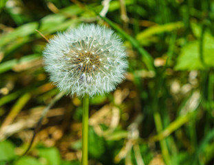 dandelion on green background