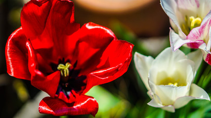 red and white tulips