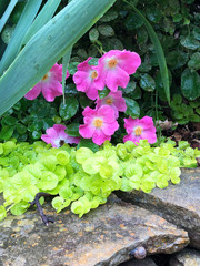 Pink Rose Shrub with Creeping Jenny
