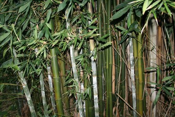 Fototapeta na wymiar bamboo forest background