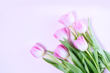 Fototapeta na wymiar Pink blooming tulips