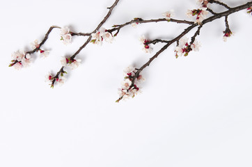 White blossom on pastel white background. Flat lay, top view.