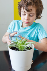 Curly child boy in blue tshirt is watering houseplant in pot in house