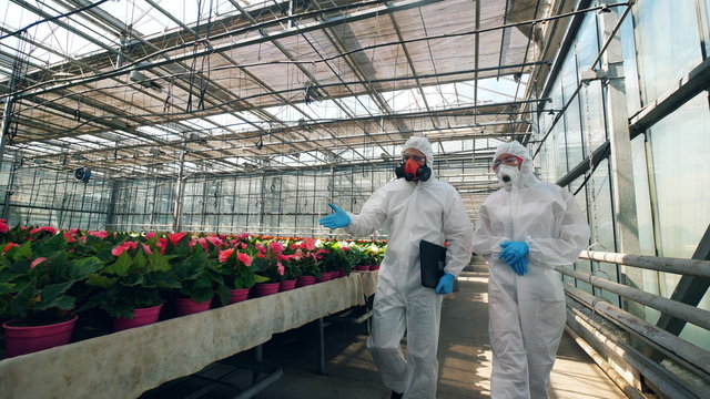 Glasshouse with bright flowers and two chemists walking along them