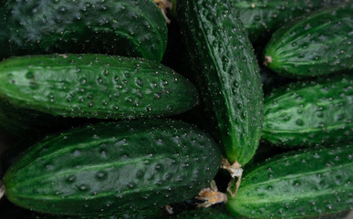 Lots of green cucumbers, spring vegetables, vegetables on the table, cucumbers in a basket on a white table