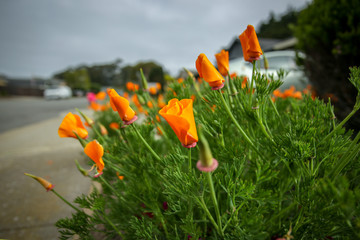California poppy