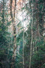 Autumn forest landscape. Mixed forest with fallen leaves