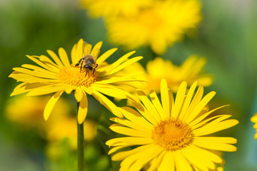 
bee collects nectar on yellow daisies