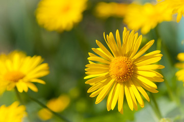 
yellow camomile on a green background