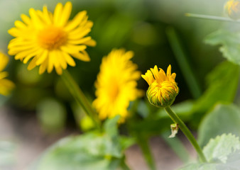 
yellow camomile on a green background