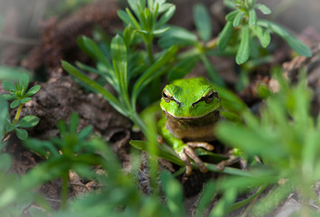 
frog sitting in green grass