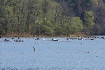 Group of wild Water bird at a lake 