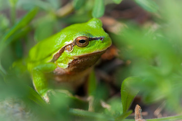 
frog sitting in green grass