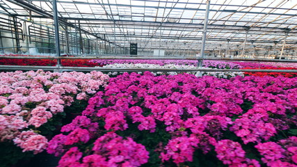 Greenhouse and bright flowers growing in pots