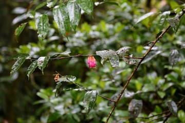 Beautiful flowers of Costa Rica