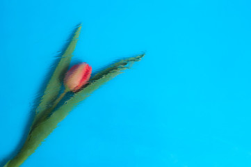 Red tulip on a bare background .Abstraction
