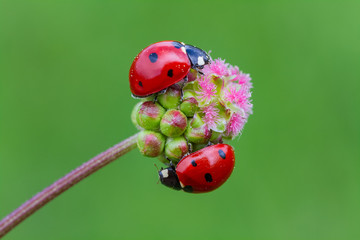 Obraz premium Ladybug and flower on sun
