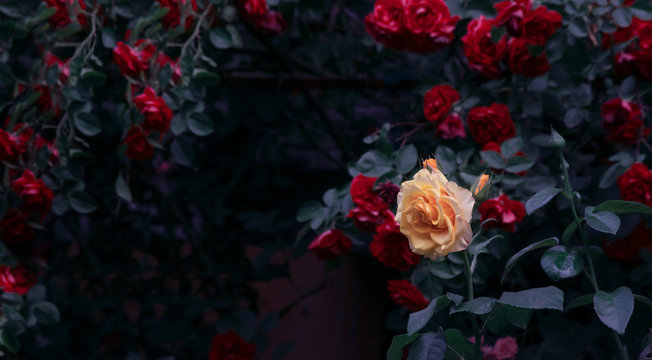 Blooming yellow and red rose flowers in mystical garden on mysterious fairy tale spring or summer floral background, fantasy nature dreamy landscape toned in low key, dark tones and shades