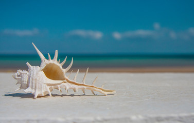 beautiful seashell on blue ocean background