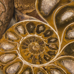 Nautilus