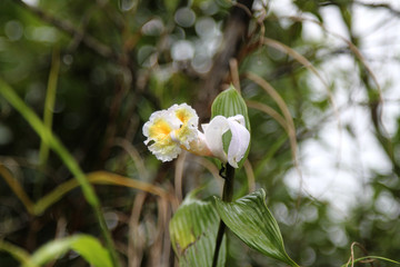 Beautiful flowers of Costa Rica