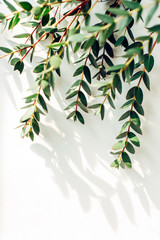 Eucalyptus branch on a white background, free space for text