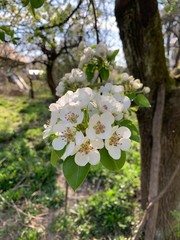 apple tree blossom