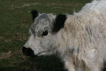 Fototapeta premium vache
