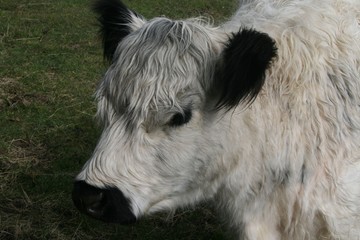 Fototapeta premium vache