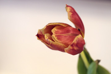 Beautiful red and orange tulip flower in a macro / closeup image. This tulip is old and has started to dry. In this photo there is also green leaves, stem and white table surface. Color photo.