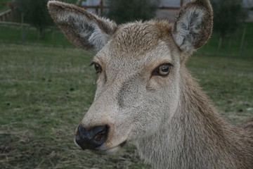 Biche