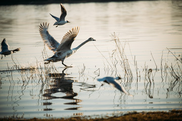 white mute swan at the lake on late evening on background of sunset