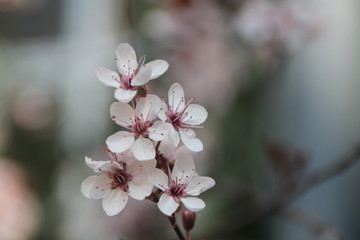 Tree branch with flowers in spring