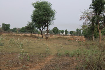 neem tree in forest