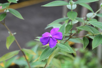 Beautiful flowers of Costa Rica