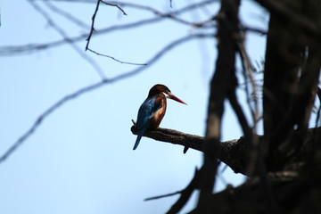 Kingfisher at Keoladeo Ghana National Park, India