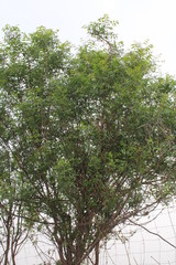 neem tree in forest
