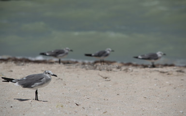 Gaviotas en linea en la playa
